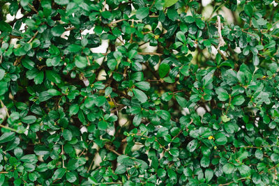 Full frame shot of ivy growing on field