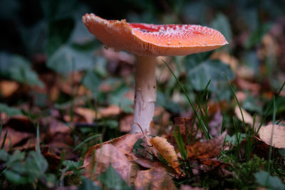 Close-up of mushroom growing on field 