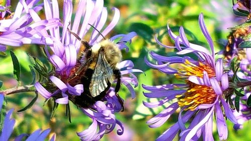 Close-up of insect on purple flowers
