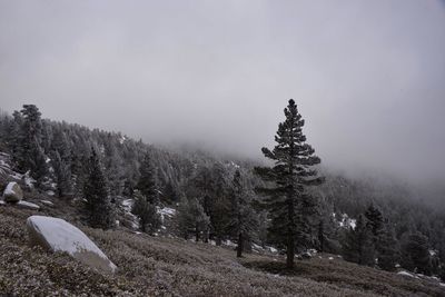 Trees on field