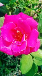 Close-up of pink flowering plant