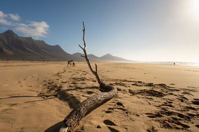 Driftwood on sand against sky