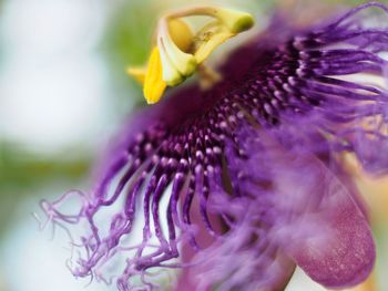 Close-up of yellow flower