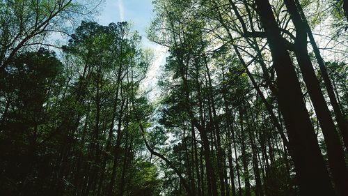 Low angle view of trees in forest