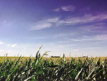 Scenic view of field against cloudy sky