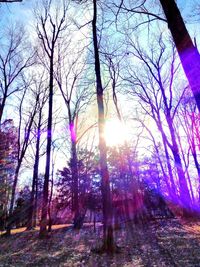 Low angle view of trees in forest