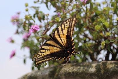 Close-up of butterfly pollinating on flower