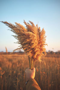Close-up of hand holding plant against clear sky