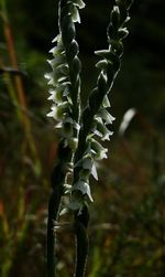 Close-up of spiked plant