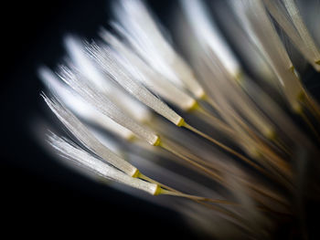 Close-up of a dandelion