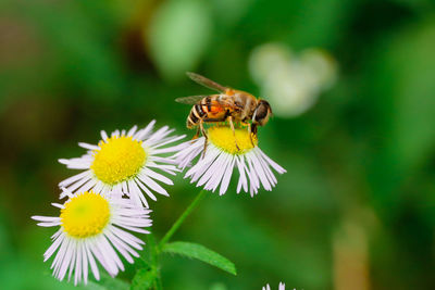 Close-up of butterfly pollinating on flower