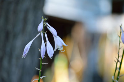 Close-up of flowers against blurred background