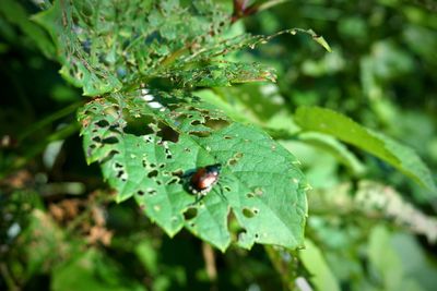 Close-up of raindrops on leaves