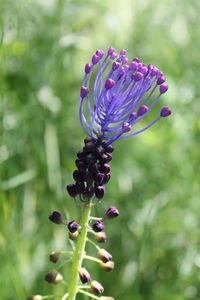 Close-up of plant