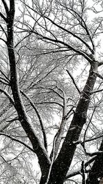 Low angle view of bare trees against sky