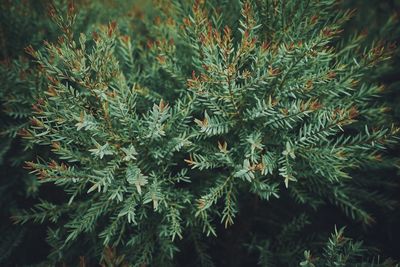 Close-up of pine tree