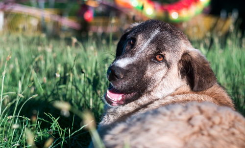 Close-up of dog looking away