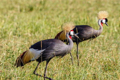 Beautiful couple with grey crowned crane on the african savannah