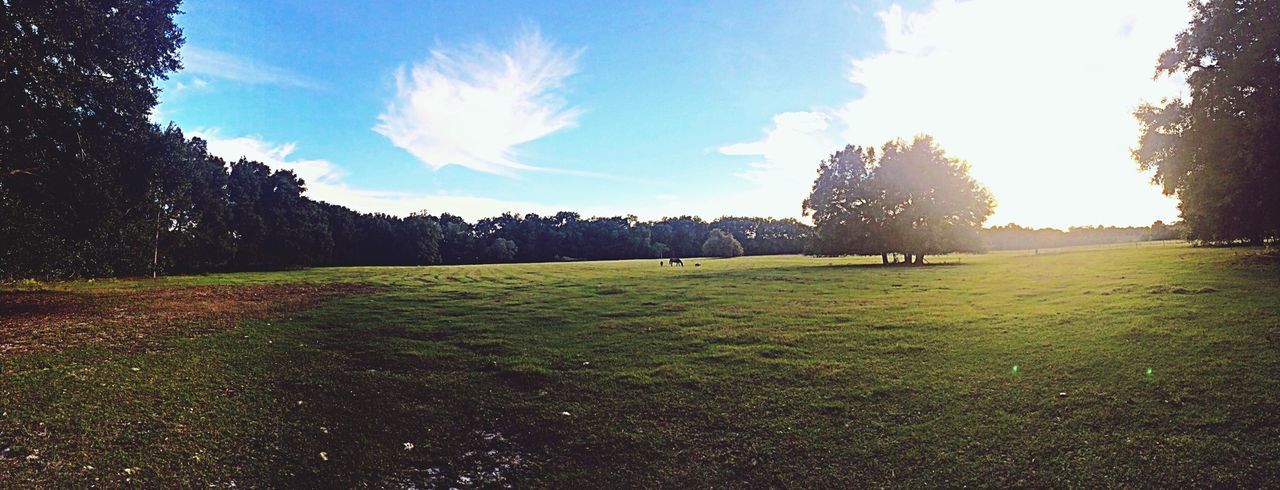 grass, tree, sky, tranquility, tranquil scene, sunlight, sun, landscape, sunbeam, field, scenics, beauty in nature, grassy, nature, lens flare, growth, green color, sunny, non-urban scene, day