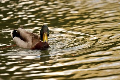 Duck swimming in lake