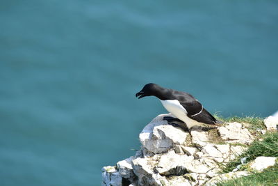 Bird perching on rock