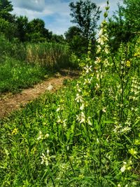 Plants growing on field