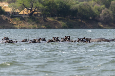 View of hippos swimming in water