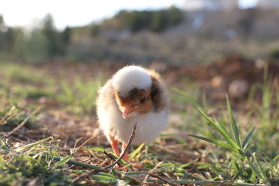 View of a bird on field