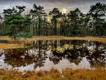 Scenic view of lake against trees in forest