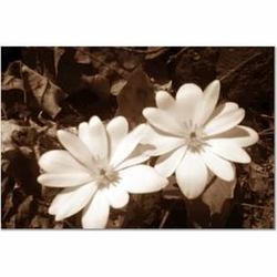 Close-up of white flowers