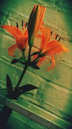 Close-up of flowers