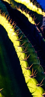 Close-up of cactus plant