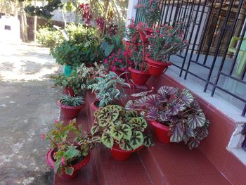 High angle view of potted plants in yard