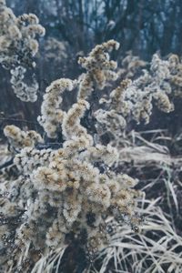 Close-up of coral underwater