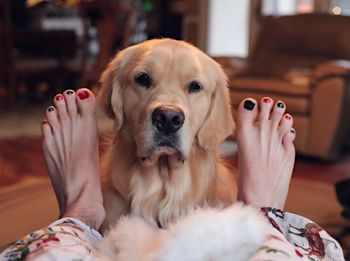 Portrait of dog by woman at home