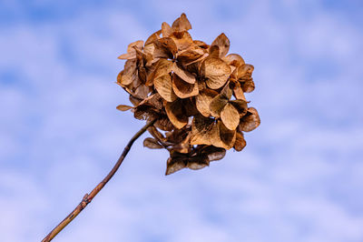Close-up of wilted plant