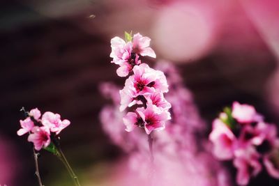 Close-up of pink cherry blossoms