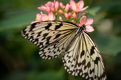 Close-up of butterfly pollinating on flower