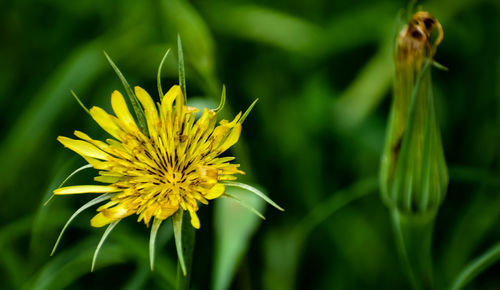 Close-up of yellow flowering plant