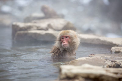 Monkey looking away