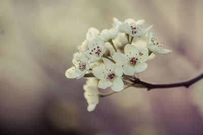 Close-up of white flowers