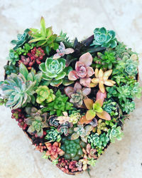 High angle view of beautiful succulents on table