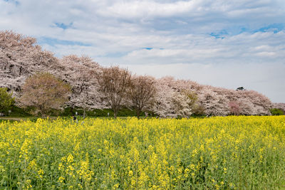 Scenic view of oilseed rape field against sky