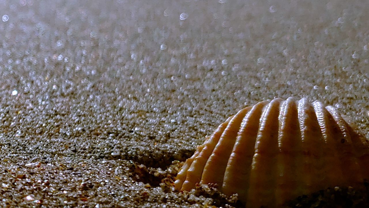 animal wildlife, close-up, land, beach, sea, animal themes, animal, nature, beauty in nature, shell, sand, no people, day, one animal, animals in the wild, water, animal shell, selective focus, seashell, outdoors, marine