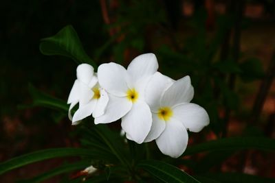 Close-up of white flowering plant