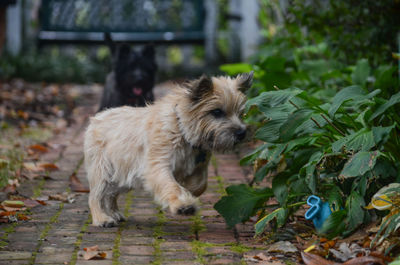 Dog in park