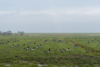 Flock of sheep grazing on field against sky