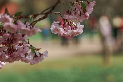 Close-up of pink cherry blossom tree