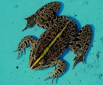 Close-up of jellyfish swimming in water