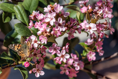 Close-up of pink flowering plant